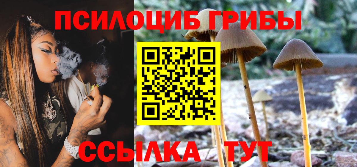 Псилоцибиновые грибы Psilocybine cubensis Касимов